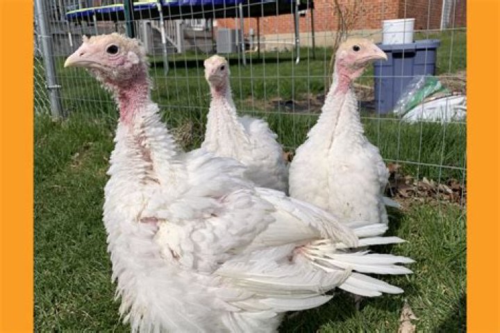 How much is a full grown turkey in Nigeria