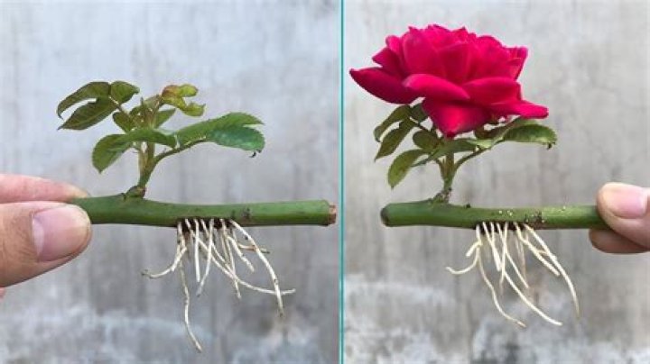 How much is a long stem rose