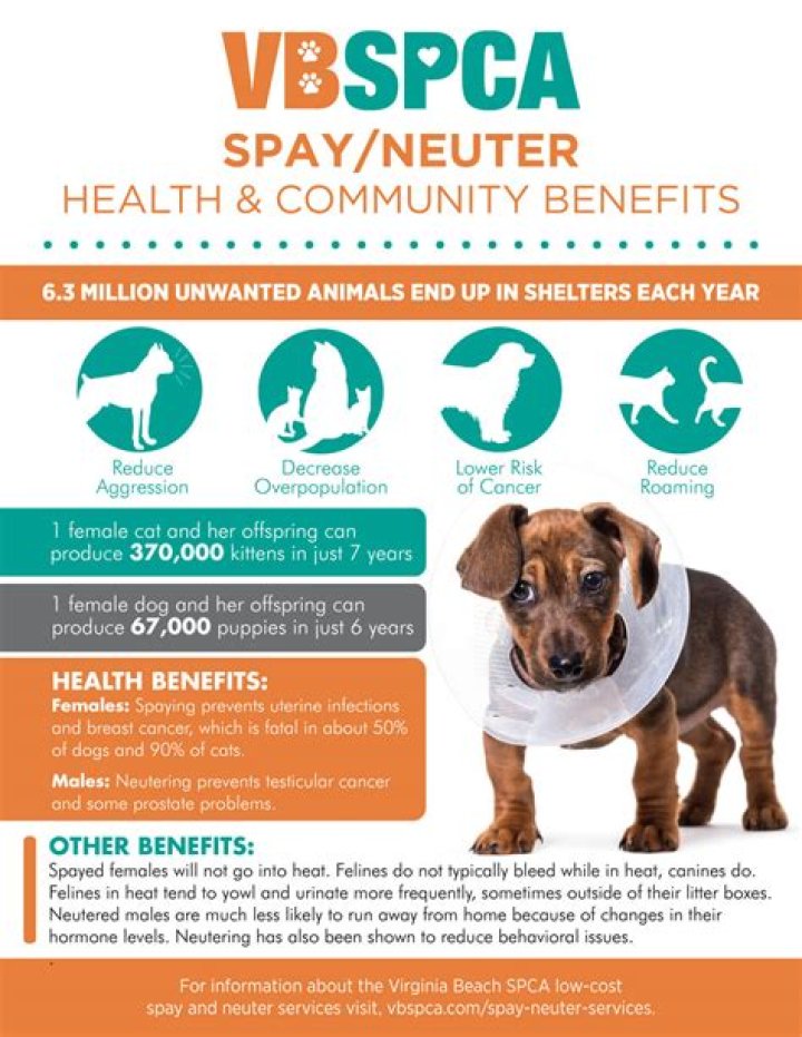 How much is it to spay a dog at SPCA