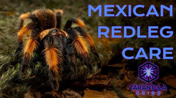 How much is Mexican tile
