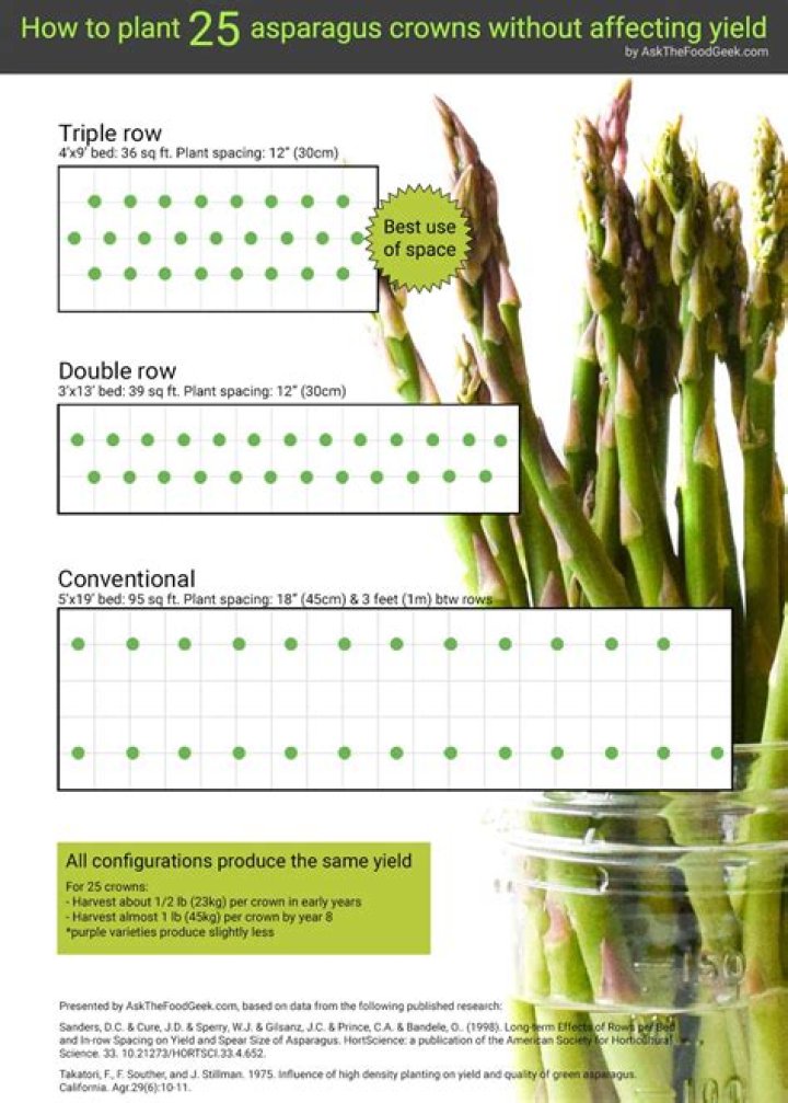 How much light do asparagus ferns need