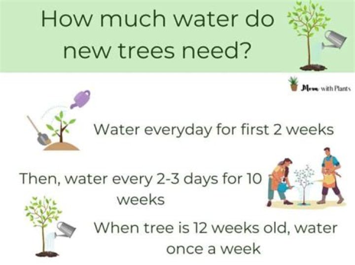 How much should you water newly planted trees