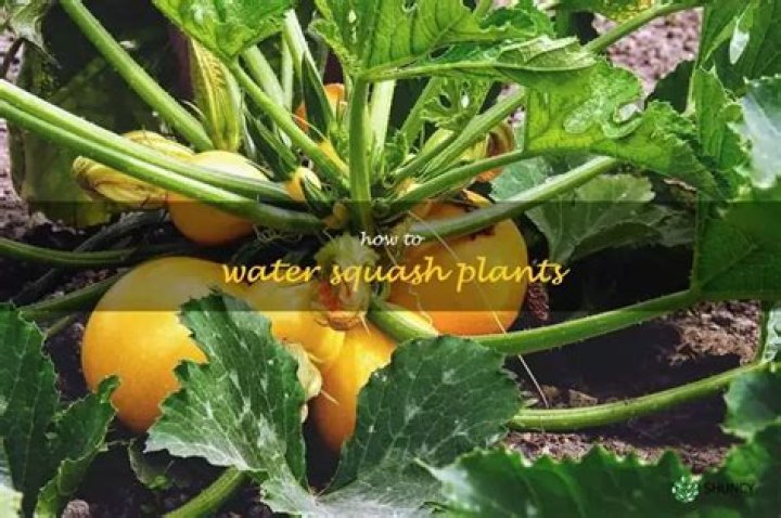 How much should you water squash plants
