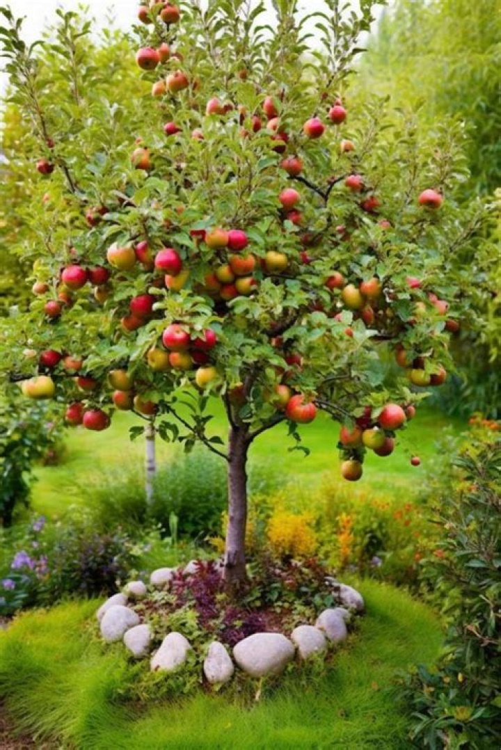 How much space does a dwarf apple tree need
