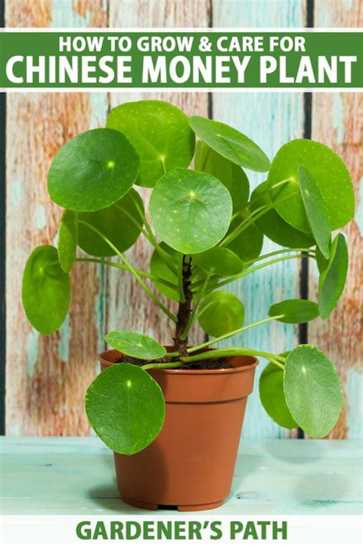 How much sun does a Chinese money plant need