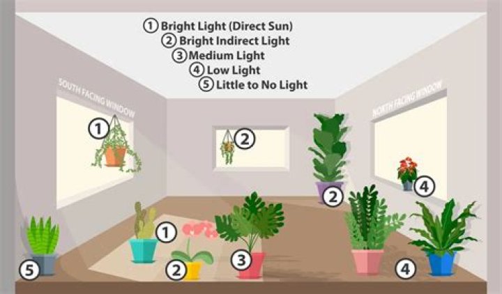 How much sunlight does a spider plant need