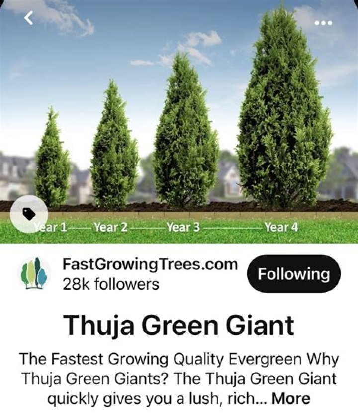 How much water do Green Giant trees need