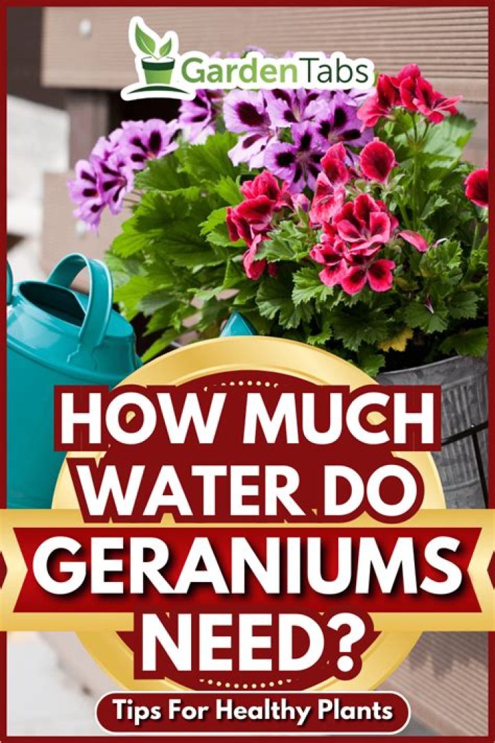 How much water does a bay leaf plant need