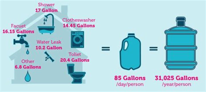 How much water does a pine tree use per day