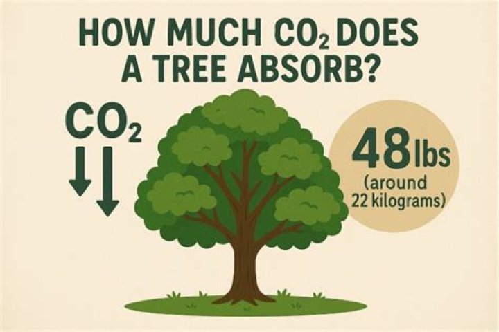 How much water does a tree absorb in one day