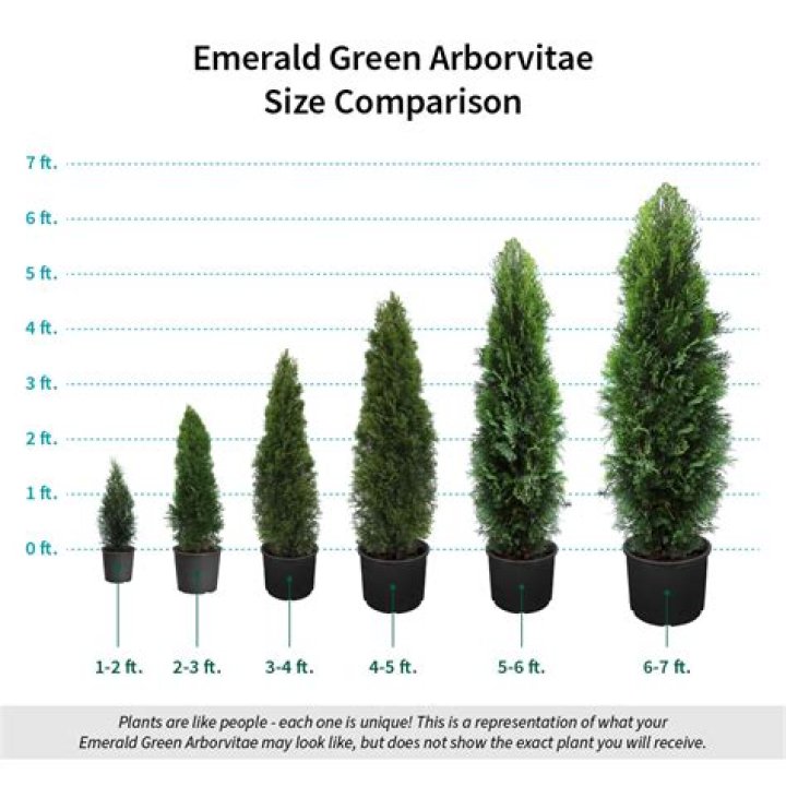 How often do I water emerald green arborvitae