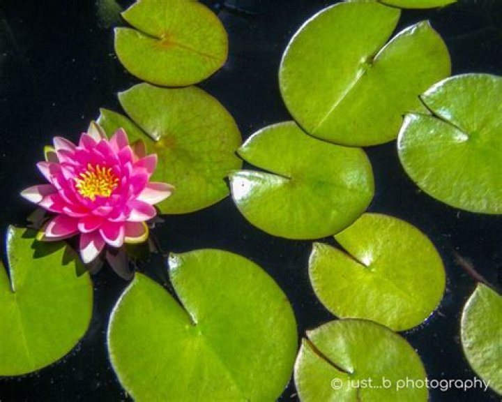 How often do lily pads bloom