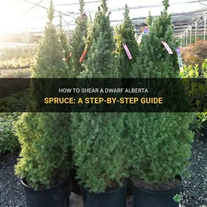 How often do you water a dwarf Alberta spruce