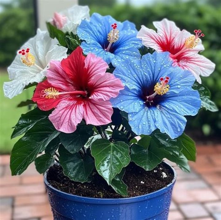 How often do you water a potted hibiscus