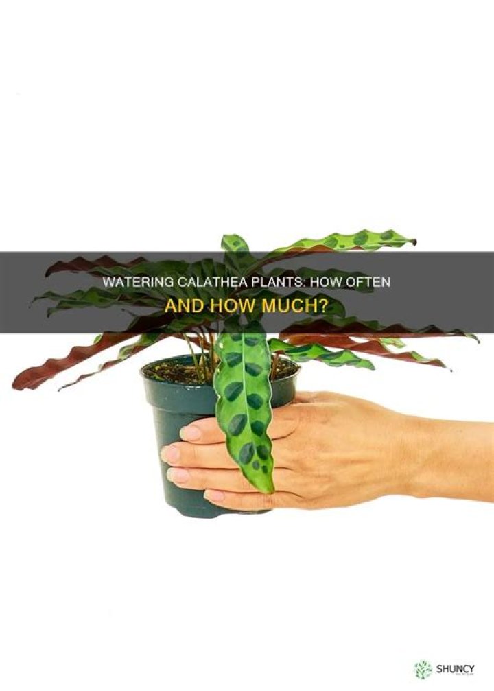 How often do you water Calathea
