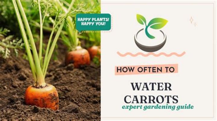 How often should carrots be watered
