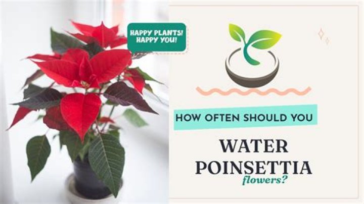 How often should I water my palm for Christmas