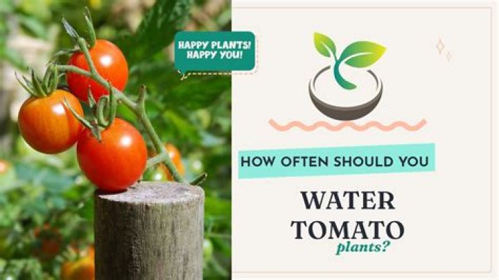 How often should I water my topsy turvy