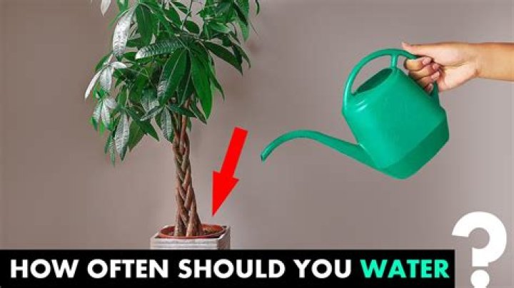 How often should you water a ficus benjamina