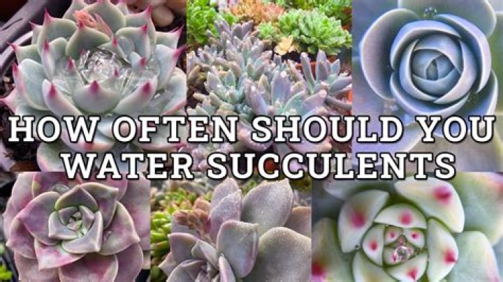 How often should you water a Ficus lyrata