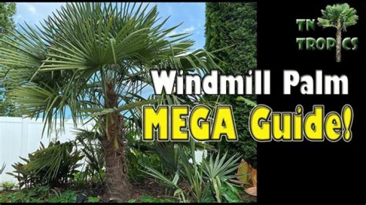 How often should you water a windmill palm tree