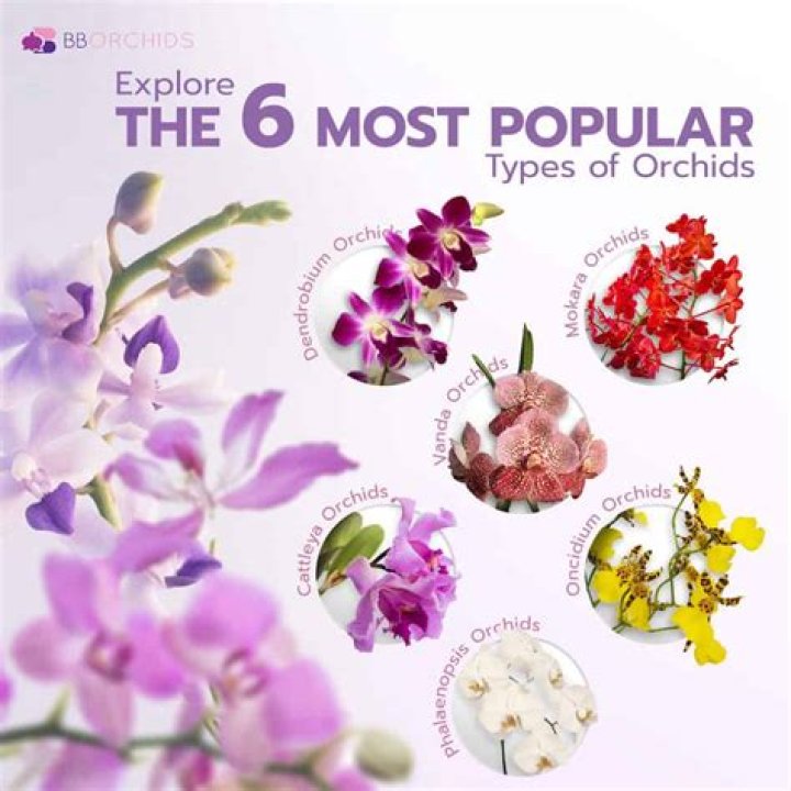 How old are orchids