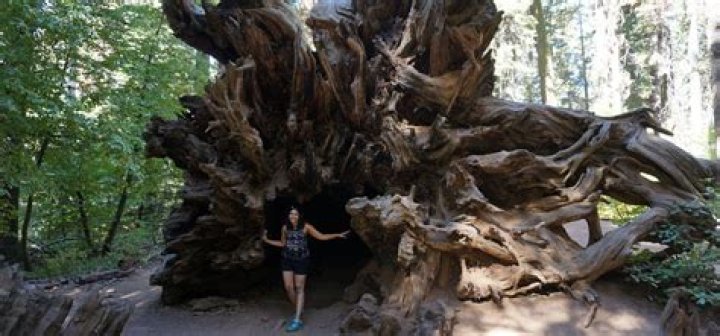 How old are the trees in Mariposa Grove