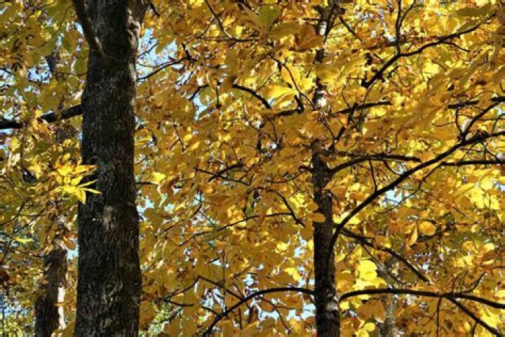 How old can hickory trees be