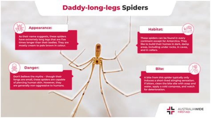 How old is Daddy Long Legs
