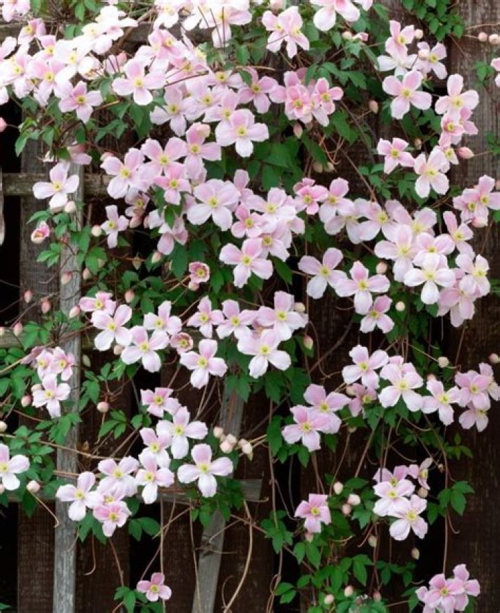 How quickly do Clematis montana grow