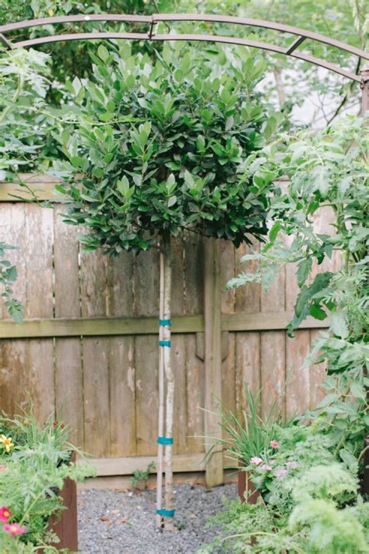 How quickly does a laurel hedge grow