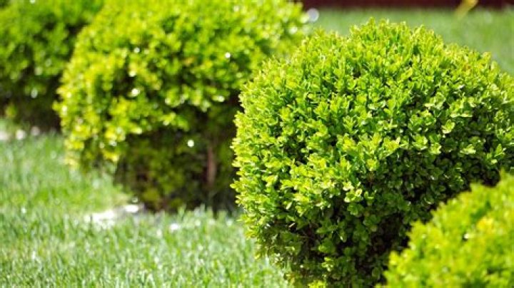 How quickly does boxwood grow