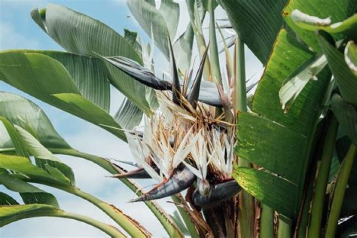 How quickly does Strelitzia Nicolai grow