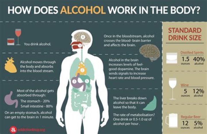 How quickly is alcohol absorbed