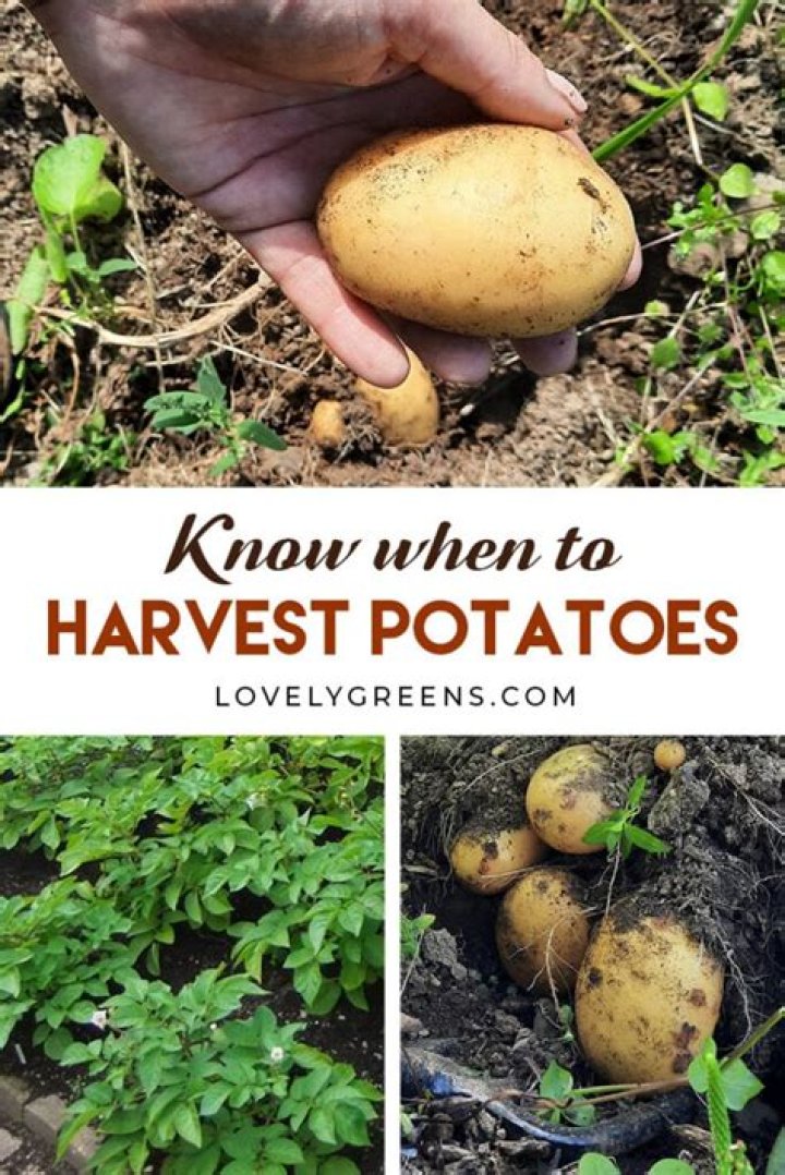 How soon after harvest can you eat potatoes