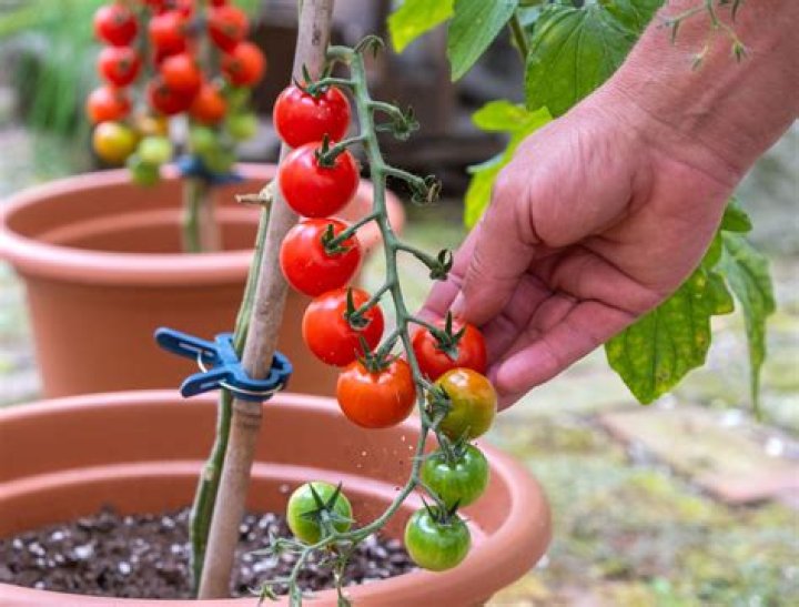 How tall do cherry tomatoes get
