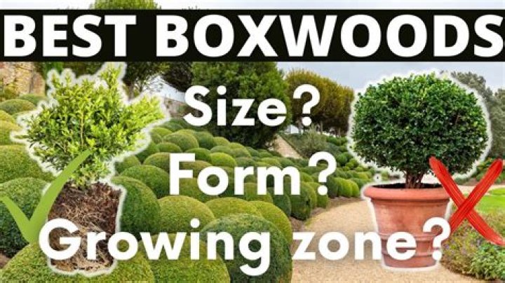 How tall do dwarf boxwoods get
