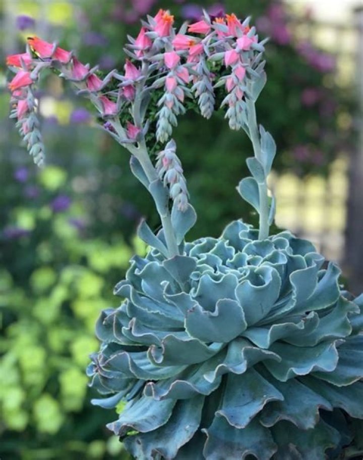 How tall do Echeveria grow