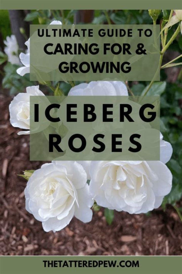 How tall do Iceberg roses grow