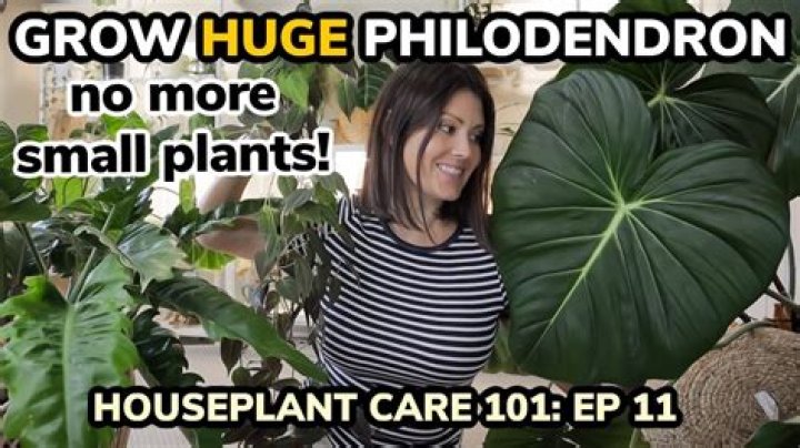 How tall do philodendrons grow
