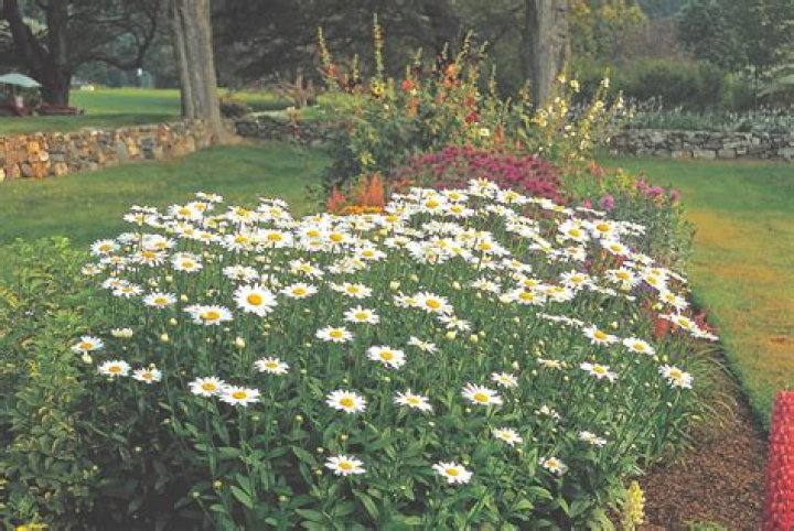 How tall do shasta daisies get