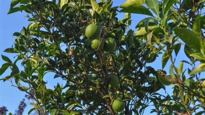 How tall do Spanish lime trees grow