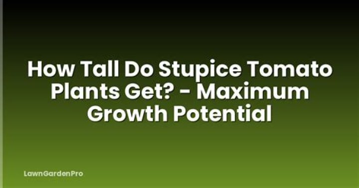 How tall do Stupice tomato plants get