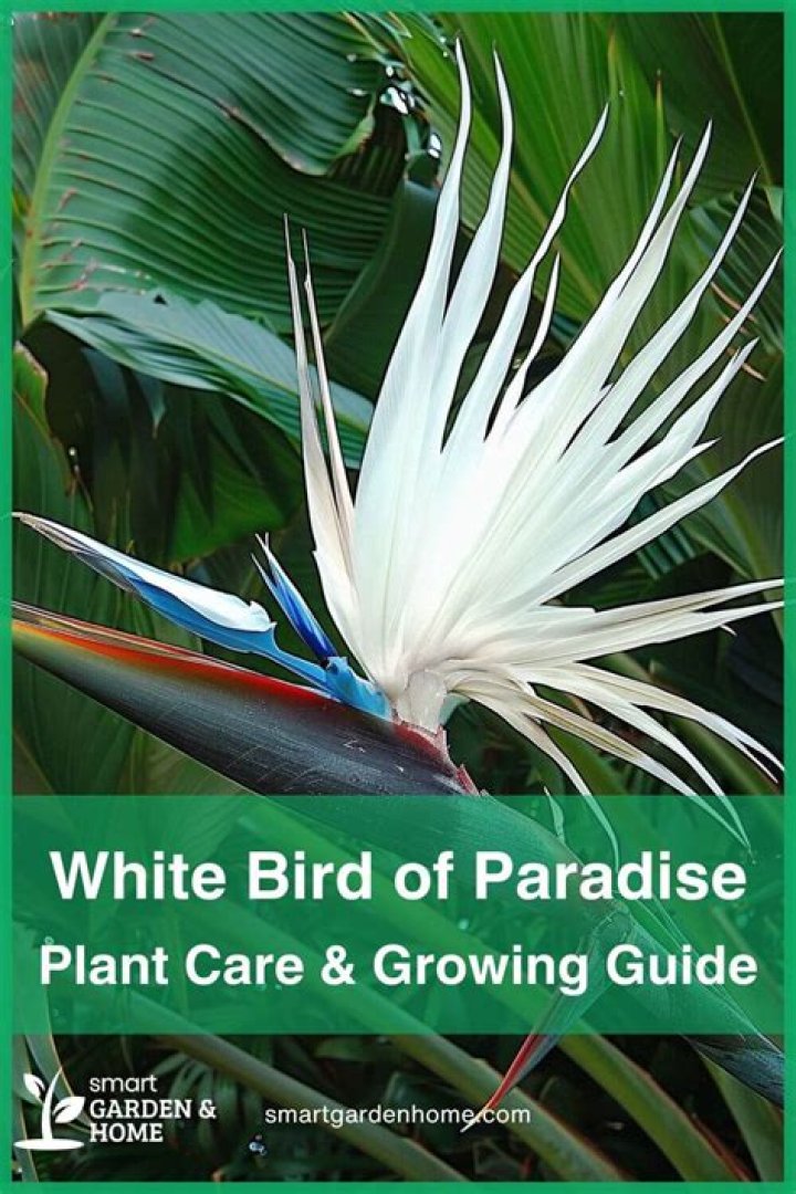 How tall do white birds of paradise grow