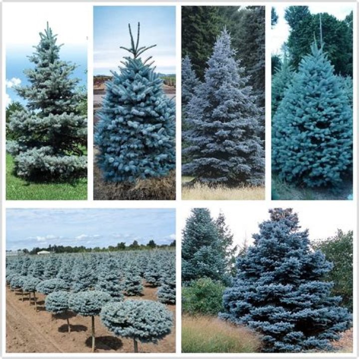 How tall does a blue spruce get