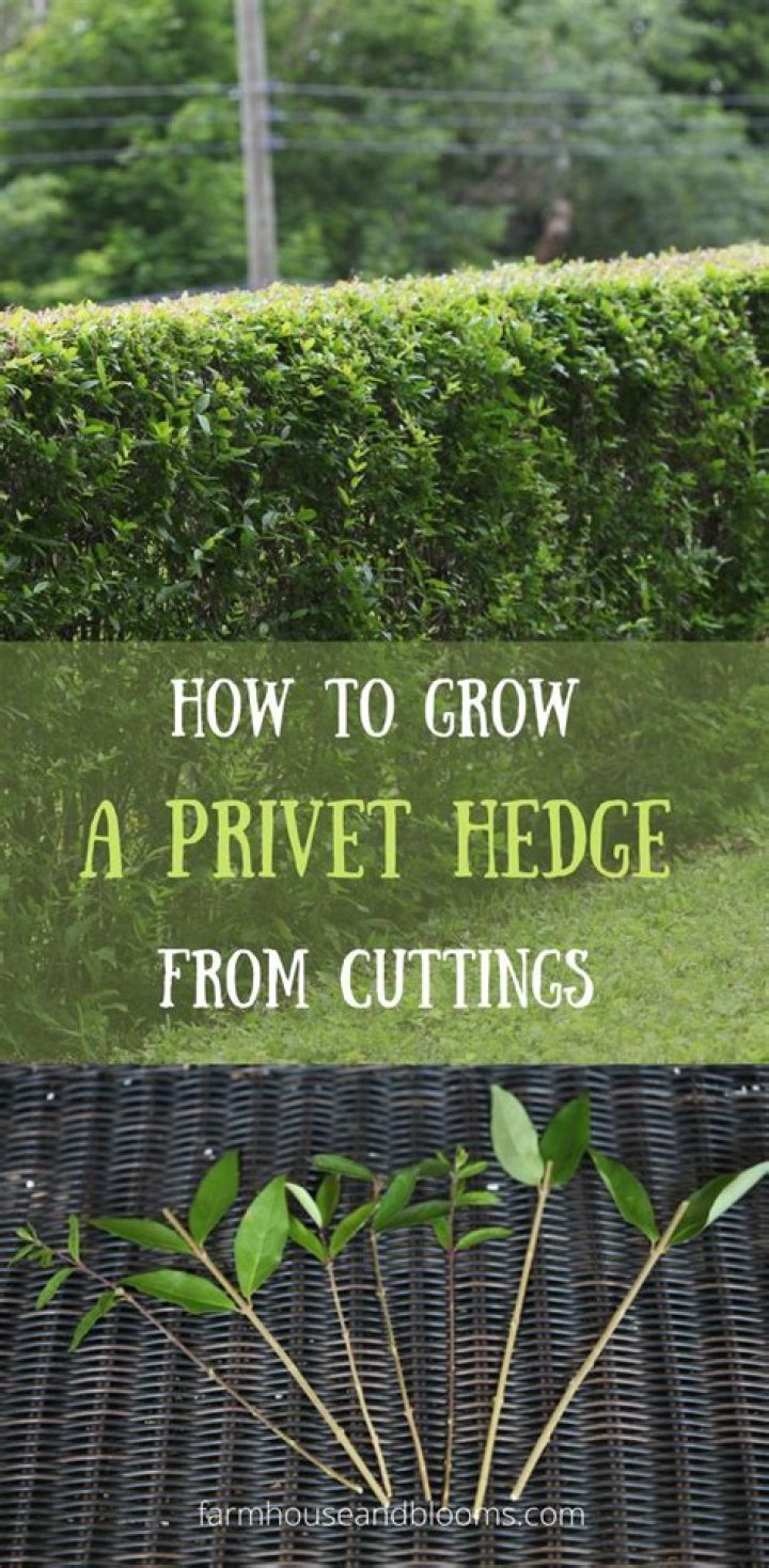 How tall does a privet hedge get