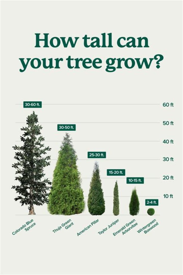 How tall does a Salix tree grow