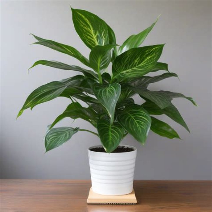How tall does aglaonema grow