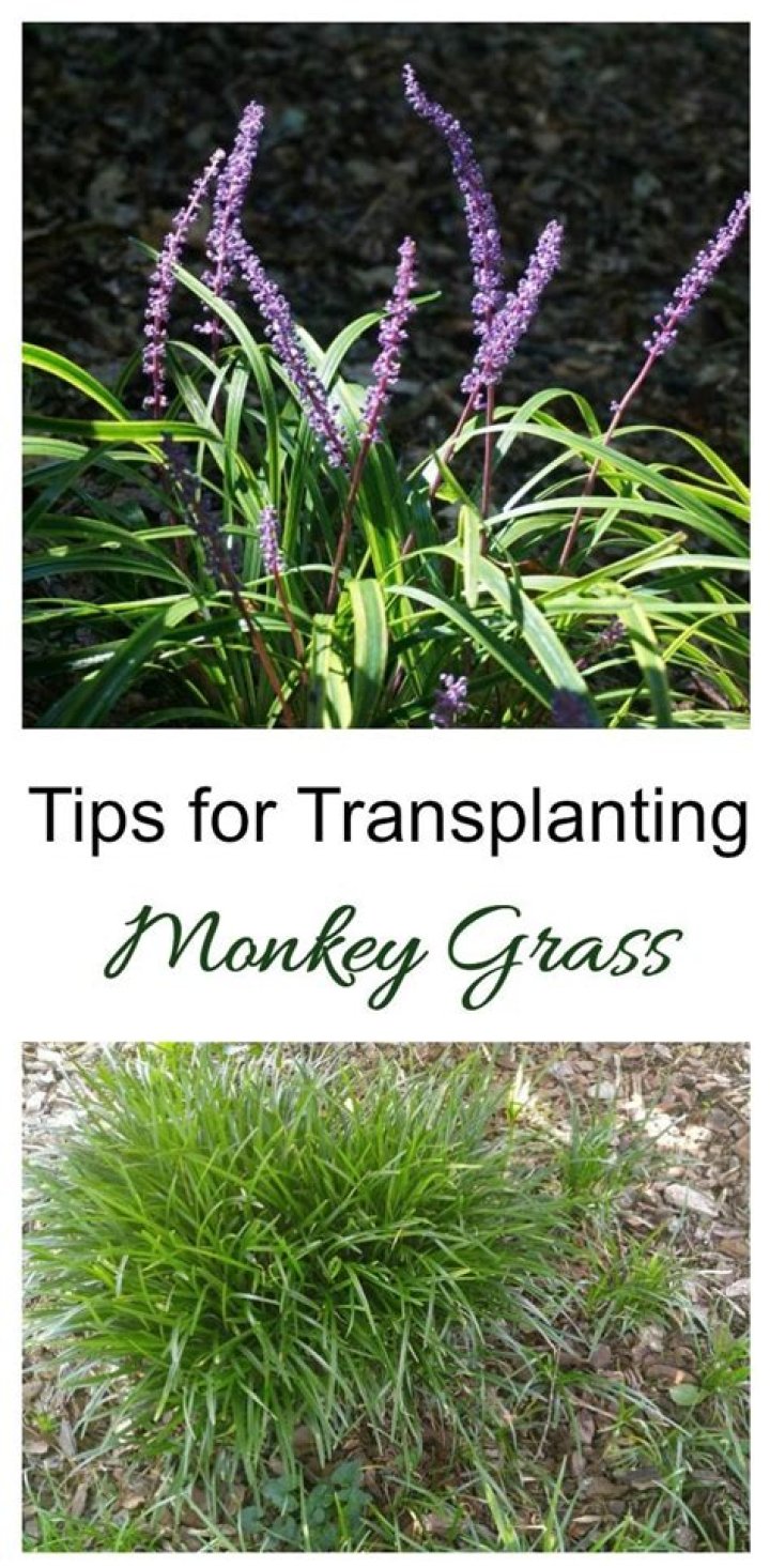 How tall does monkey grass get