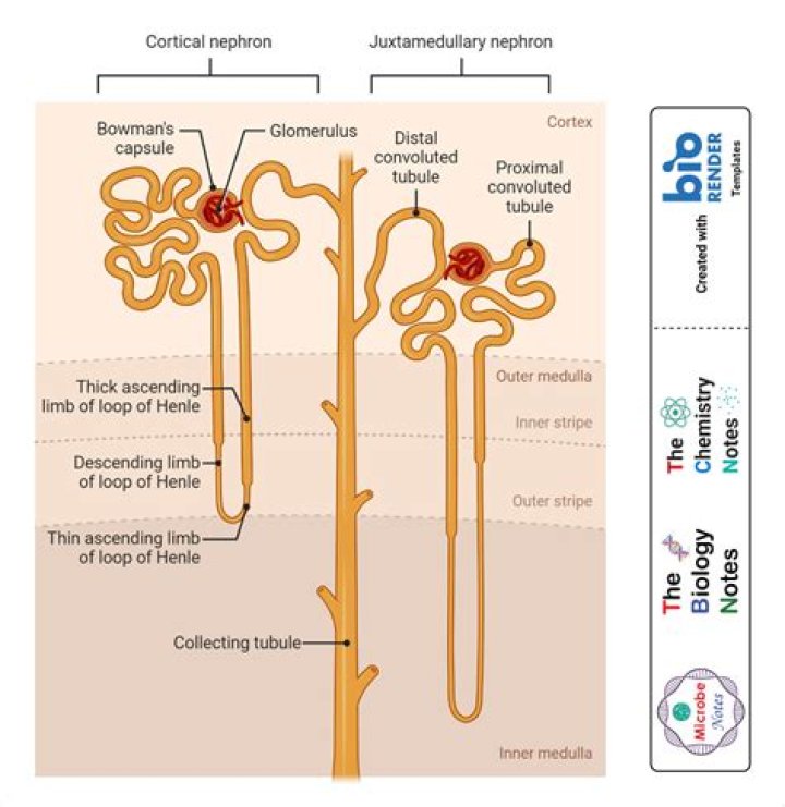 How urine is concentrated